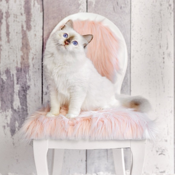 Meet your Posher, Julie - Picture 3 of 4